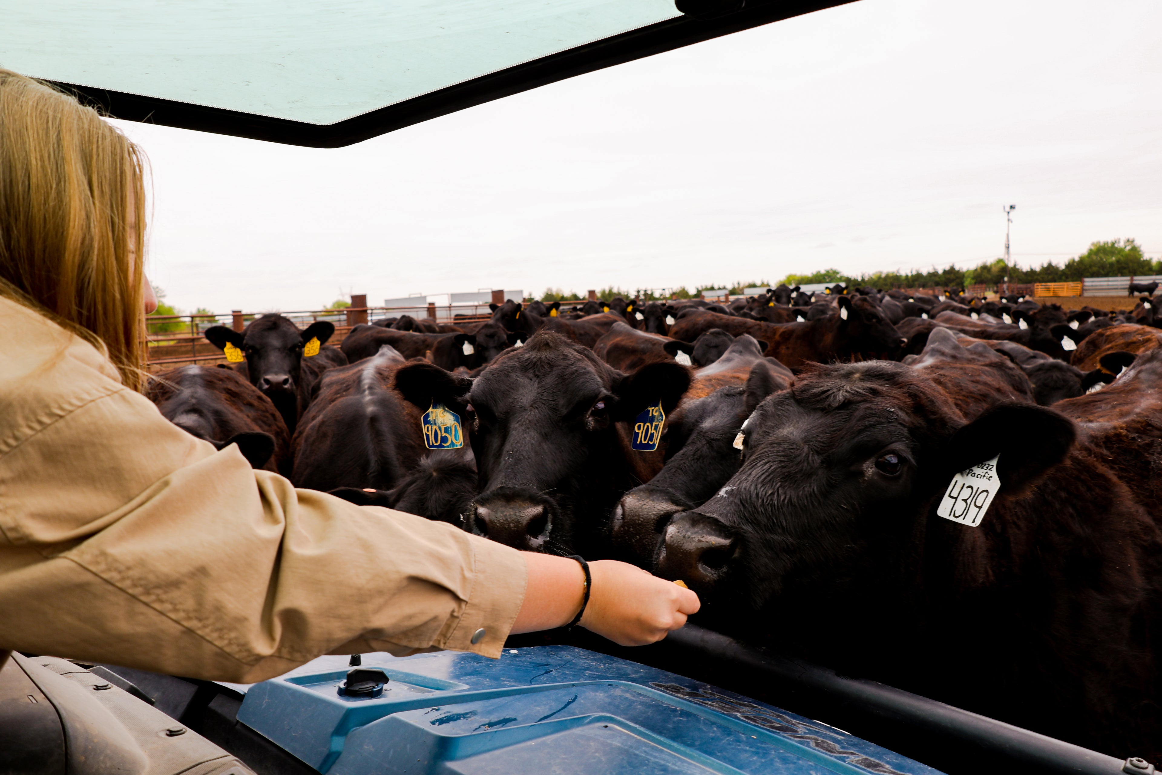 Person interacting with a group of cows in a pen